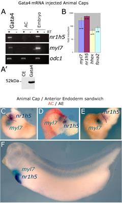 Liver Specification in the Absence of Cardiac Differentiation Revealed by Differential Sensitivity to Wnt/β Catenin Pathway Activation